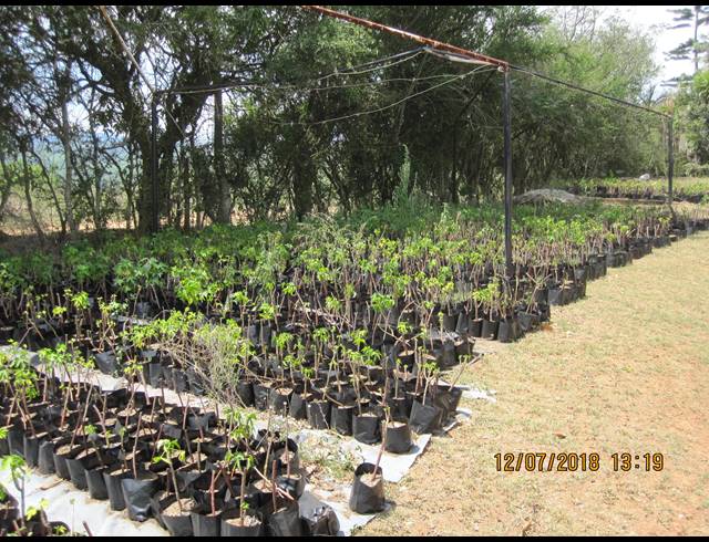 8HA FARM FOR SALE IN NELSPRUIT CENTRAL